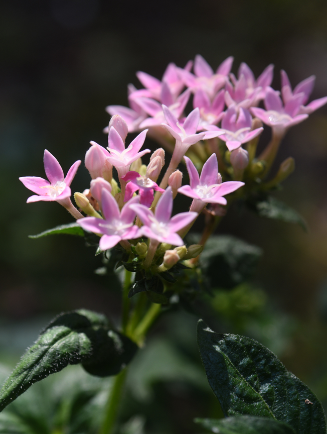 'Sunstar Pink' penta from Proven Winners is a beauty in the garden. Photos by Doug Oster