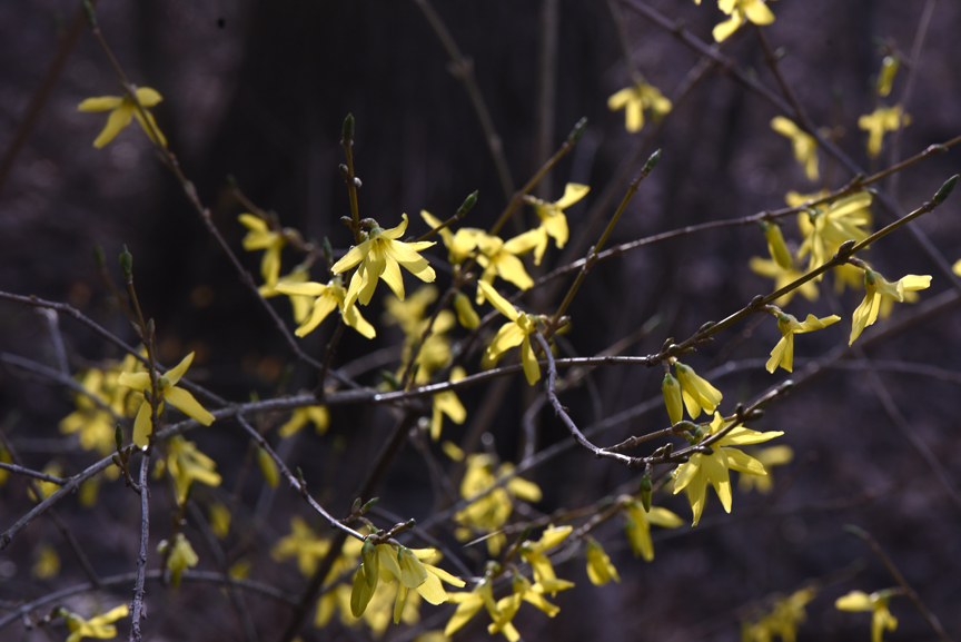Forsythia is one of the easiest shrubs to grow.