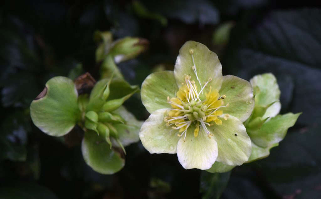 Hellebore blooms are one of the joys of winter. This is H.niger which blooms in the winter.