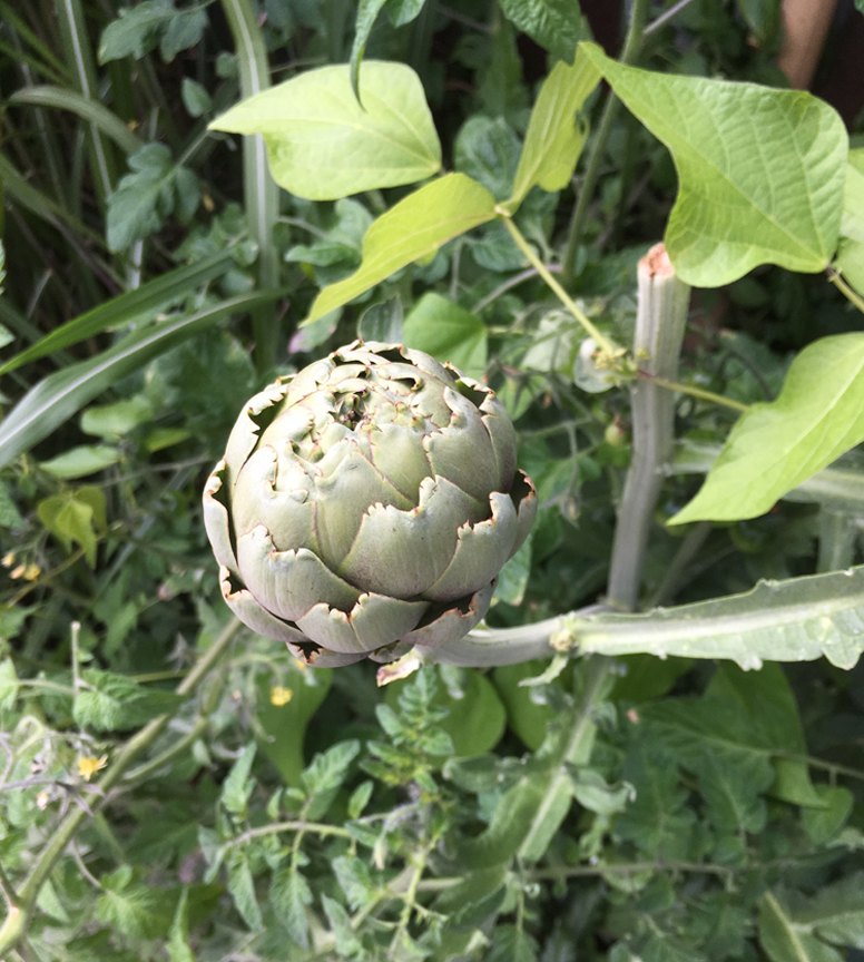Try growing something different like artichokes.