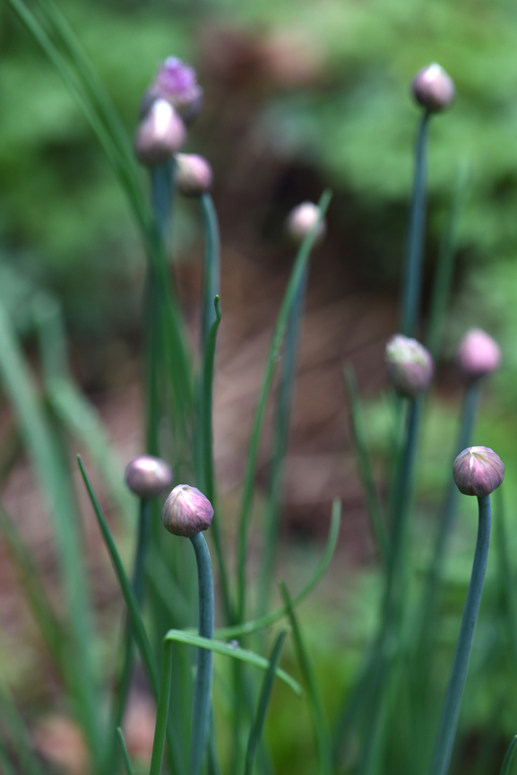Chives appear early in the spring and then begin to flower as summer arrives. The flowers are tasty for us, but not for the deer.