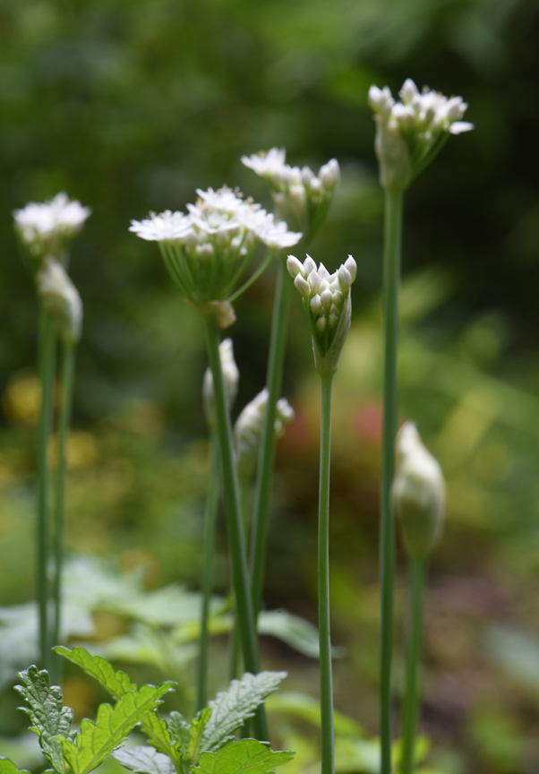 Garlic chives are fun to plant outdoors as a great pollinator plant and an edible too.