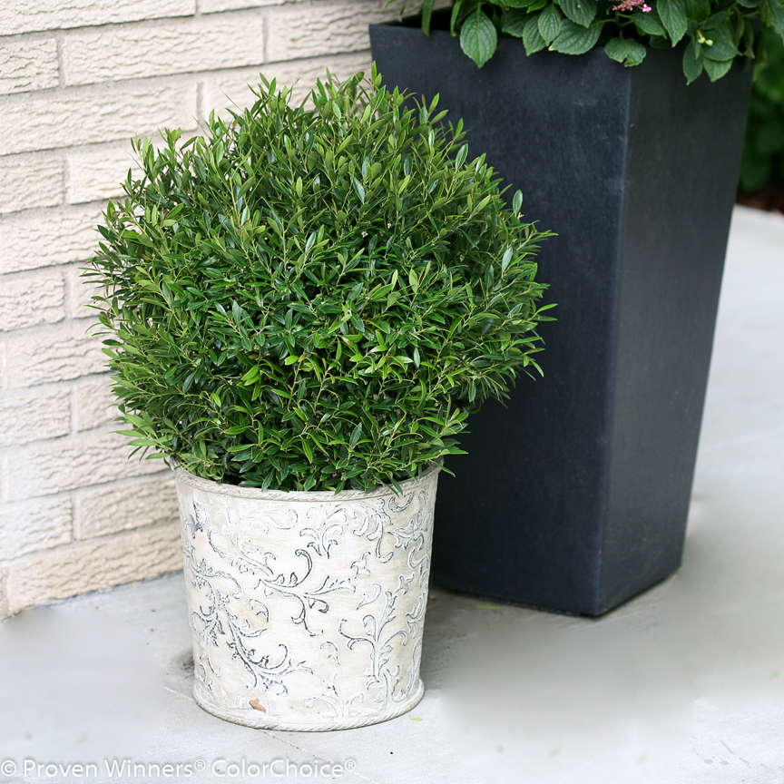 'Gem Box' inkberry from Proven Winners ColorChoice Shrubs is a great deer-resistant evergreen shrub.