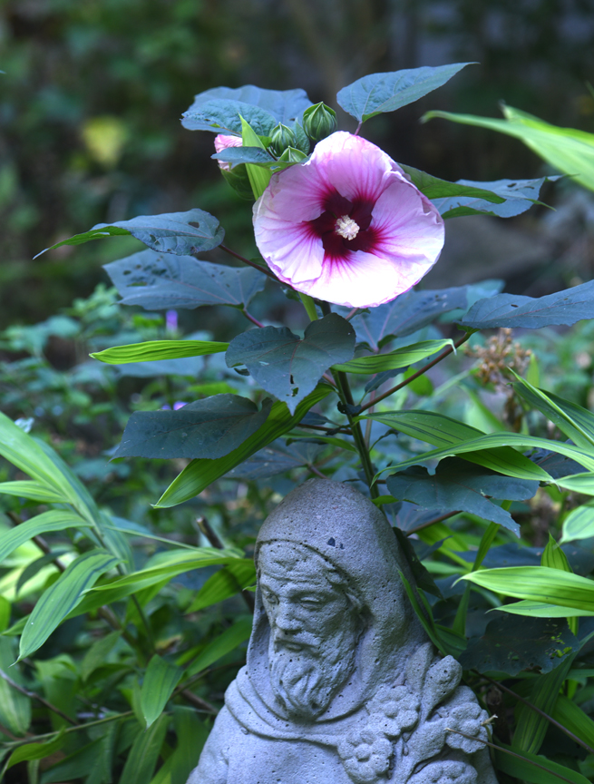 Perennial hibiscus will bring you joy at the end of the season.