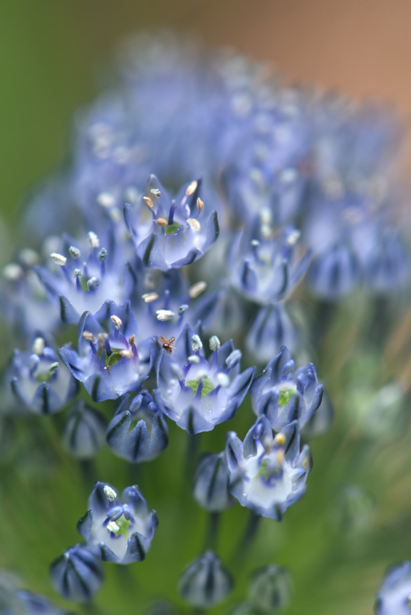This blue Allium azureum is spectacular and the deer will look the other way.