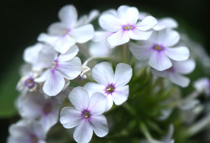 My favorite phlox was in the garden when I moved in.