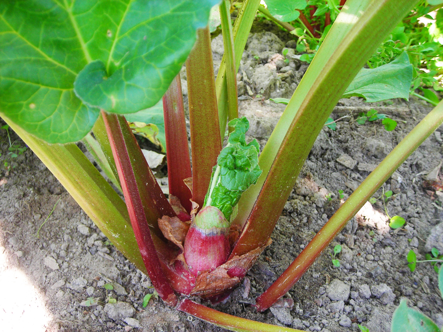 Rhubarb is a great perennial vegetable.