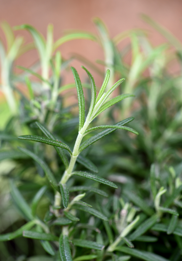 Rosemary is a great choice for growing in containers. Making a windowsill herb planter is an easy winter project.
