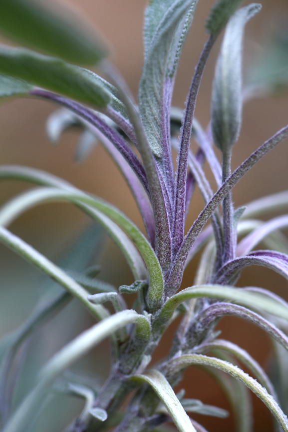 Sage is a tough, carefree herb that would work indoors too.