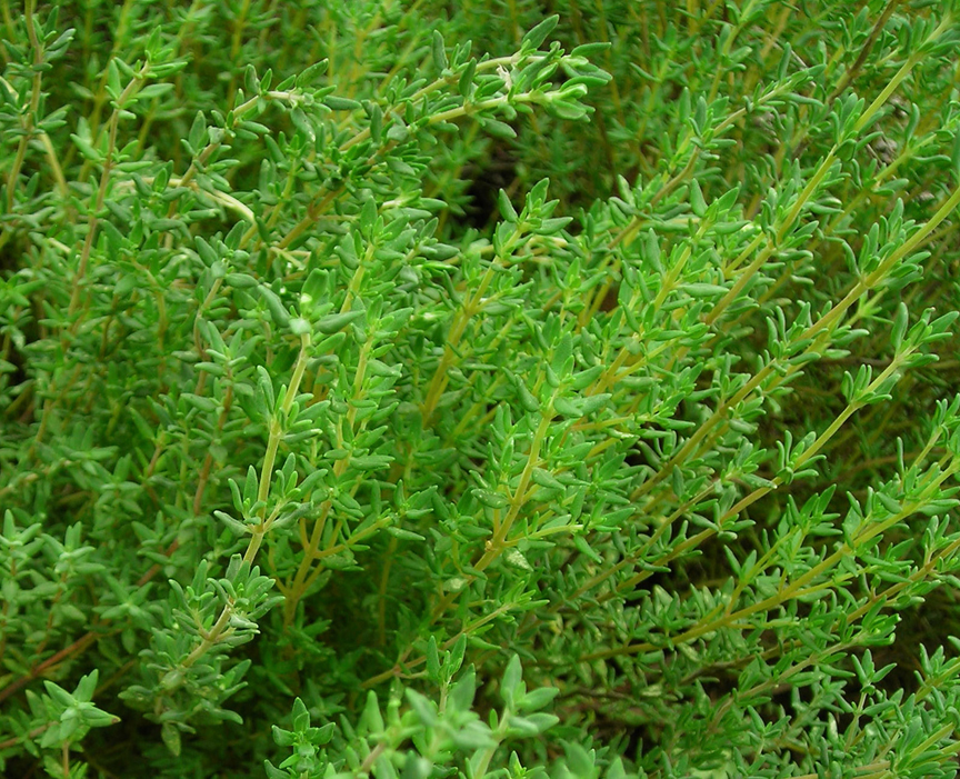 Thyme is a great herb for indoors or out.