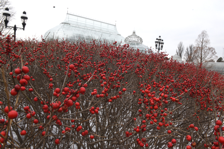 These winterberry plants in front of Phipps Conservatory and Botanical Gardens put on quite a show through the winter.