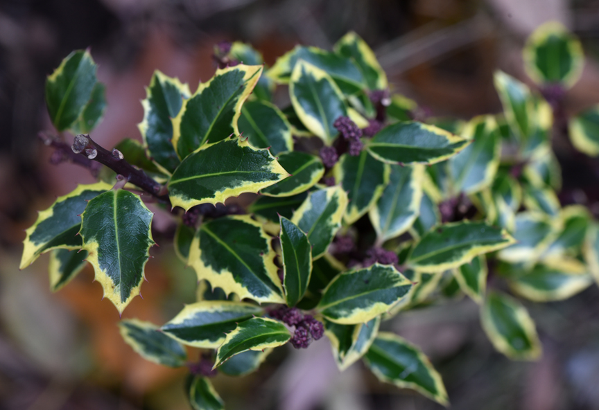 'Gold Coast' holly is a great plant for winter interest.