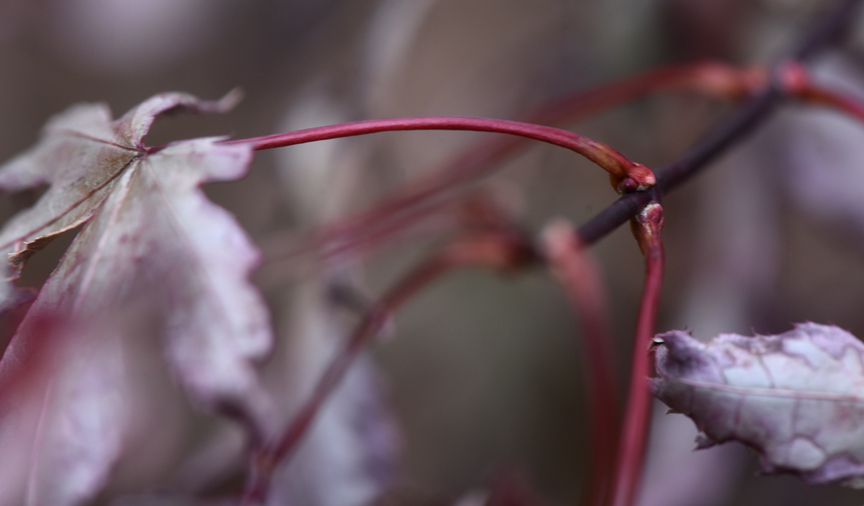 The red stems of a Japanese maple.