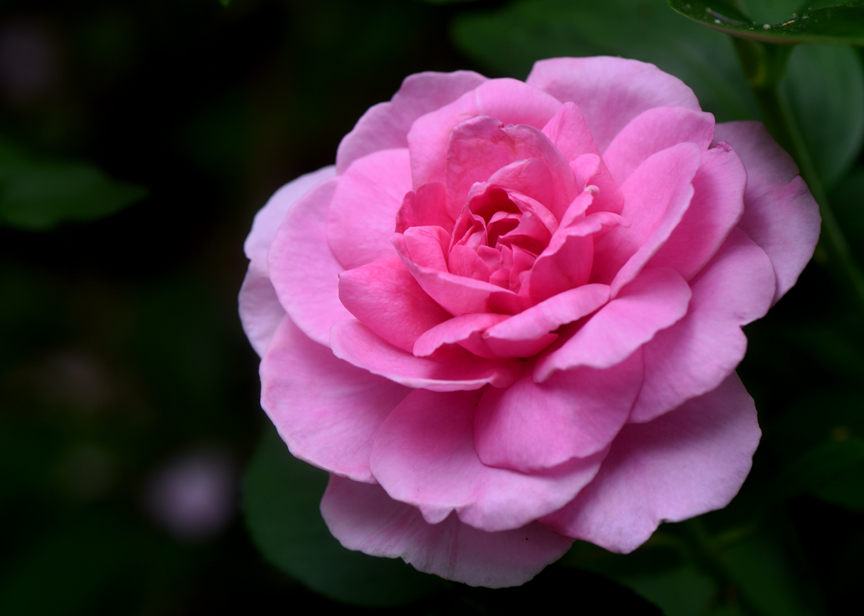 rose bush