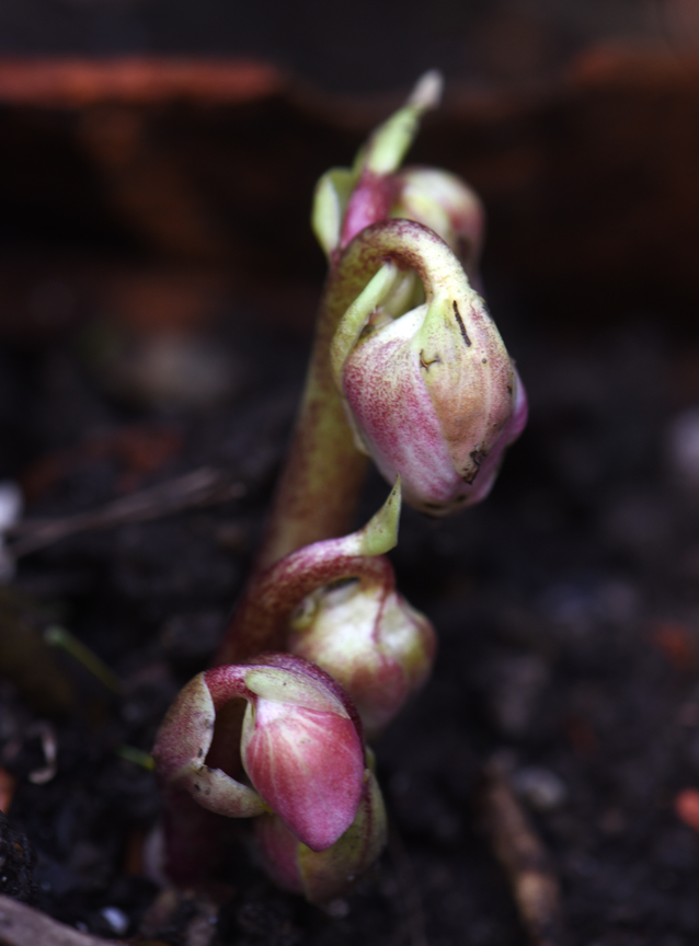 Helleborus niger is sending up buds now which will transform into beautiful winter blooms. Photos by Doug Oster
