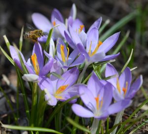 There's still time to plant bulbs like these snow crocus. Not only will they bring joy to the gardener, they are also a good early source of food for pollinators like this honeybee.