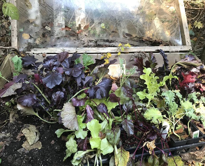 A cold frame is a small unheated greenhouse. This one has a hinged lid with transparent plastic and is filled with mizuna and other greens.