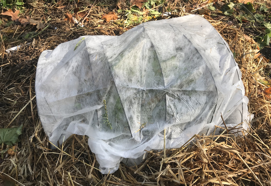 A floating row cover is a spun bound, lightweight translucent fabric which protects plants from the cold. This small bed uses 11 gauge wire to hold up the cover, but the plants themselves can support the fabric too.