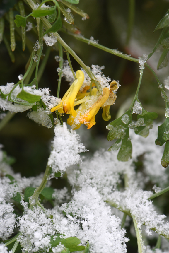 Coryadalis lutea is a perennial that started blooming in April and is just now finishing during the first snow.