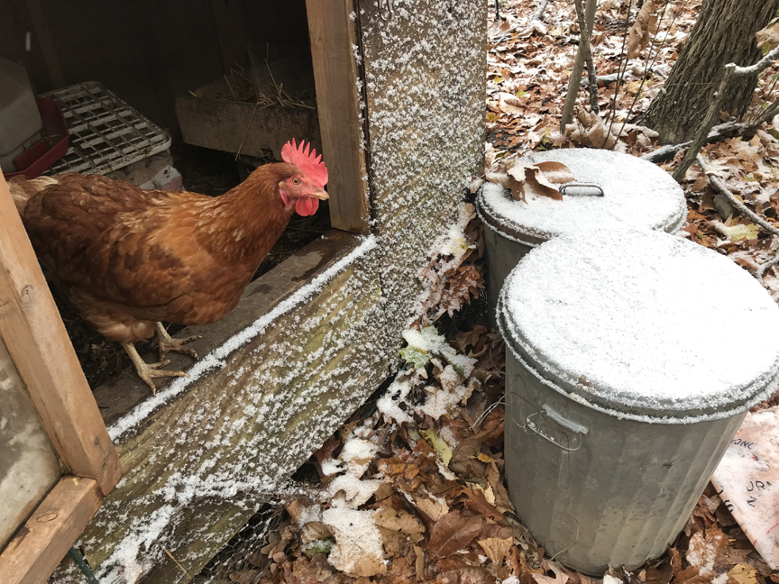 This chicken isn't sure about getting out of the coop and into the snow.