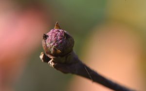 A kousa dogwood bud will wait through the winter to bloom.