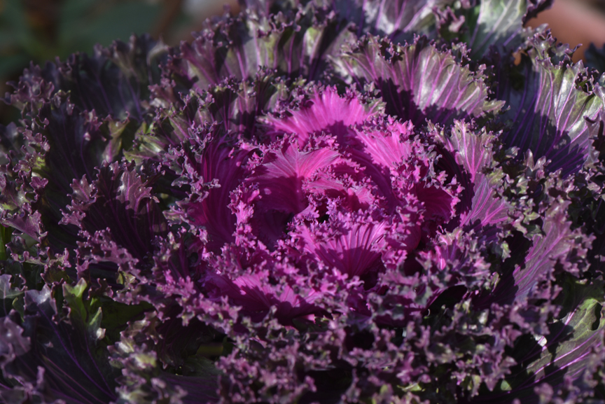 Flowering kale brings color to the winter garden.