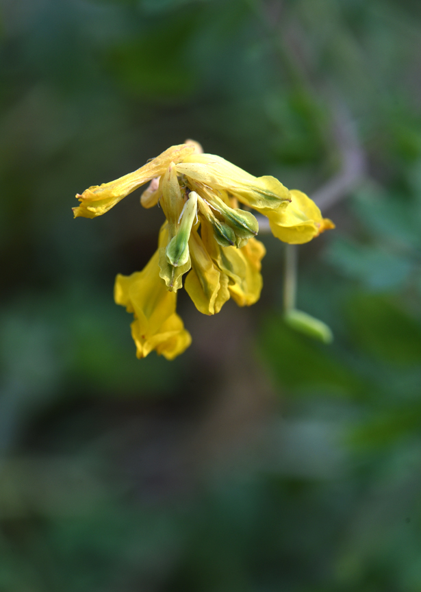 Corydalis lutea is a perennial which started blooming in April and continues in November. Everyone should grow this great plant. Photos by Doug Oster