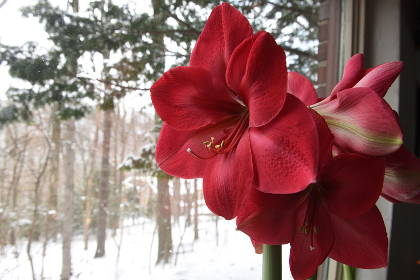 Amaryllis blooms help gardeners get through the winter.