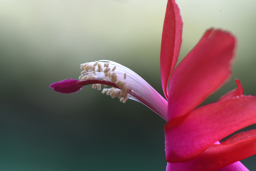 Christmas cactus will bloom year after year.