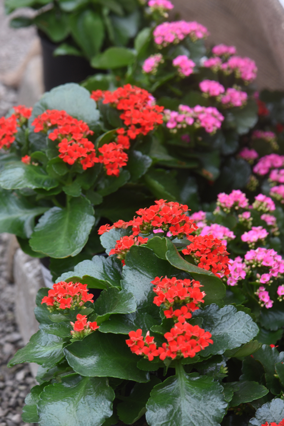 Kalanchoe is a succulent which will happily grow on the windowsill all winter.