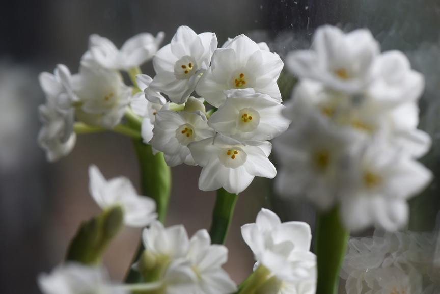 There's lots of things to do over the winter for gardeners. Paperwhites are often grown during the holidays, but will brighten the house any time of the year.