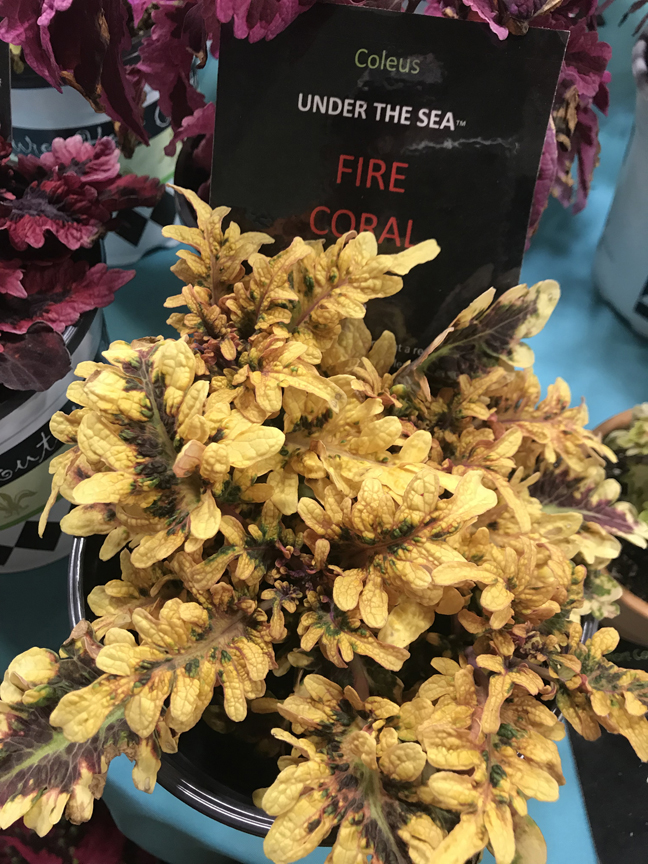 Dennis James of DJ's Greenhouse in Transfer, Pa. has fallen under the spell of the Under the Sea collection of coleus. 'Fire Coral' is one of the new varieties that was on display at Cultivate '19 in Columbus, Oh.