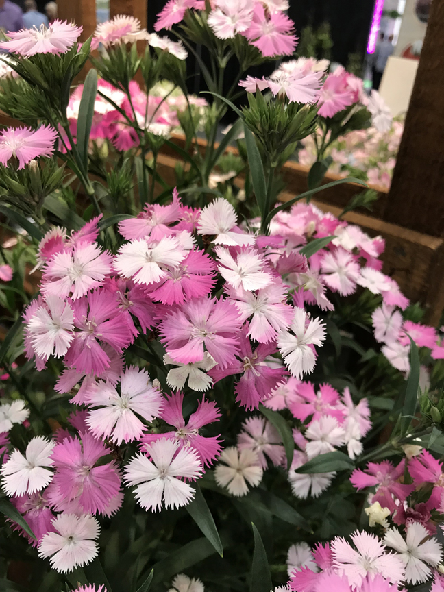 'Rockin Pink Magic' is a tall, perennial dianthis which caught the eye of Russ Bedner, owner of Bedner's Farm and Greenhouse in McDonald, Pa. The plant was on display at Cultivate '19 in Columbus, Oh.