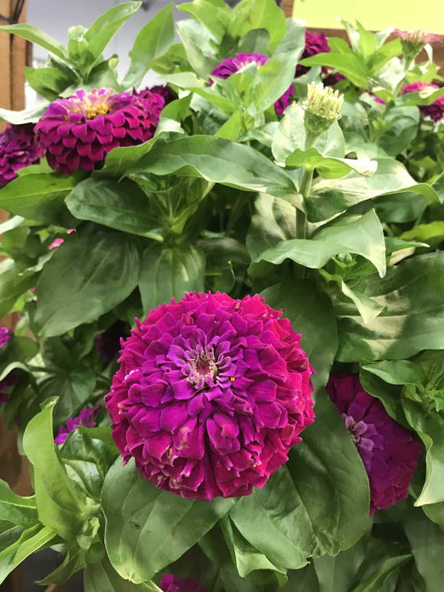 'Zesty Purple Zinnia' is a favorite of Russ Bedner, owner of Bedner's Farm and Greenhouse in McDonald, Pa. It was on display at Cultivate '19 in Columbus, Oh.