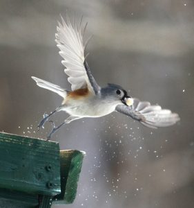 This titmouse takes off after grabbing something to eat at the bird feeder. Gardeners can benefit from attracting birds.