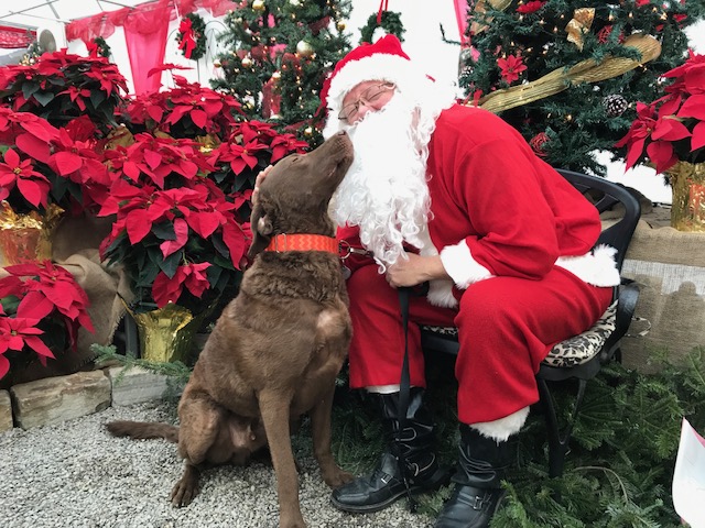 Bring your pets to be photographed with Gardening Santa.
