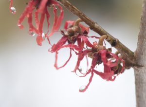 This red witch hazel blooms mid-winter.