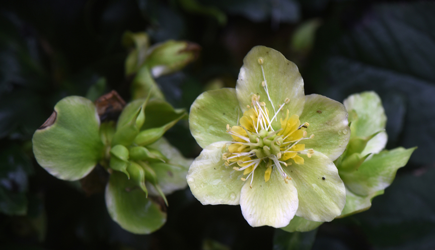 Hellebore blooms are one of the joys of winter.