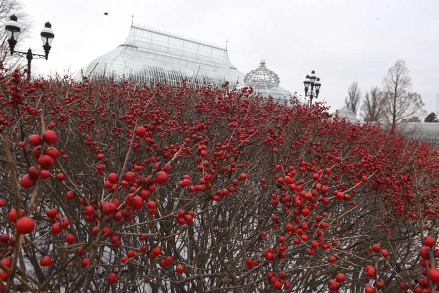 Winterberry shrubs put on quite a show in front of Phipps Conservatory and Botanical Gardens.
