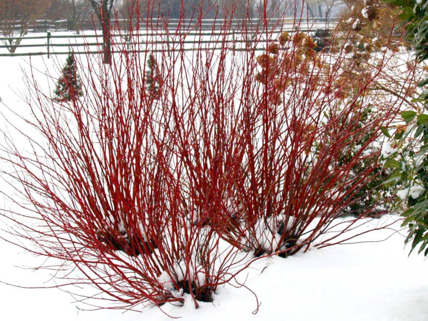 Red twig dogwood 'Arctic Fire' from Proven Winners ColorChoice Shrubs has great color in the winter.