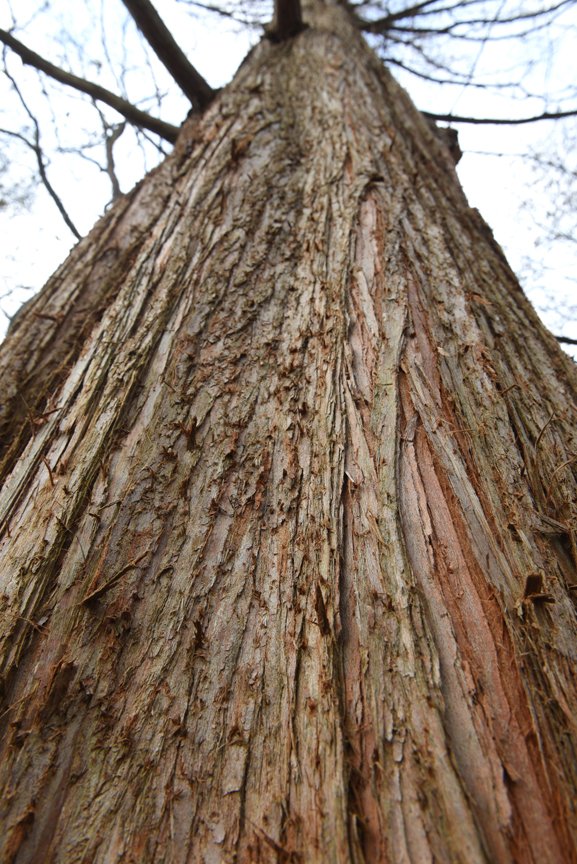 Dawn redwoods are tall trees with wonderful bark.