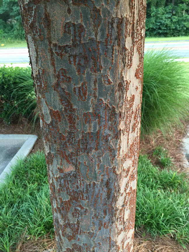Chinese lacebark elm trees have beautiful exfoliating bark.