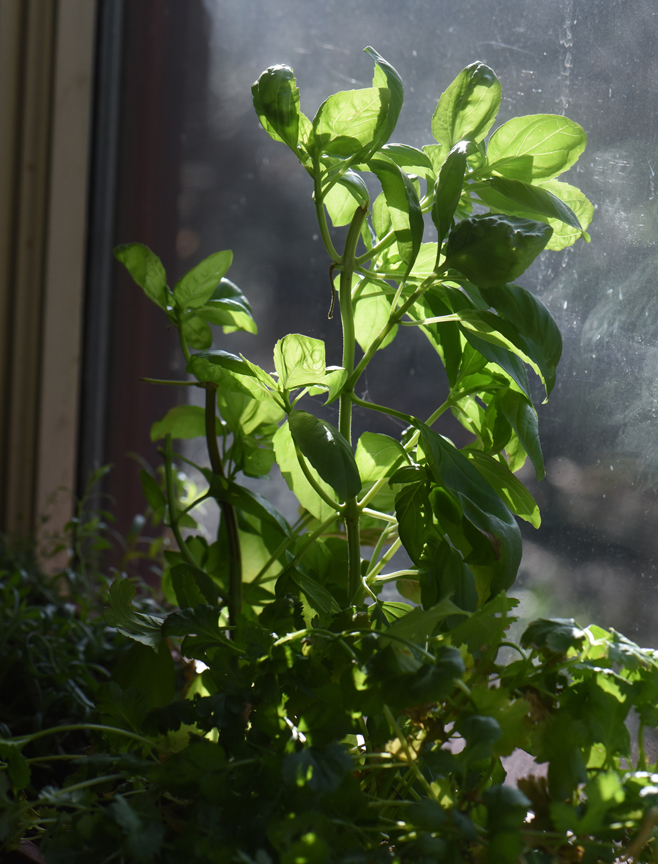 This 'Genovese' basil is thriving on the windowsill, growing in a container.