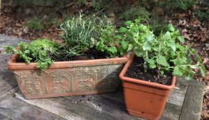 These two planters are filled with a variety of herbs that will be grown indoors during the end of the winter, then taken outside for the summer.
