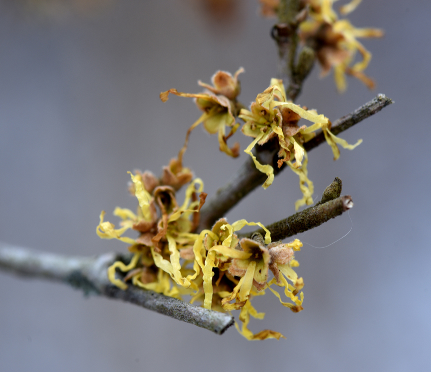 Witch hazel starts blooming in December, this plant is at Frick Park and is just starting to flower.