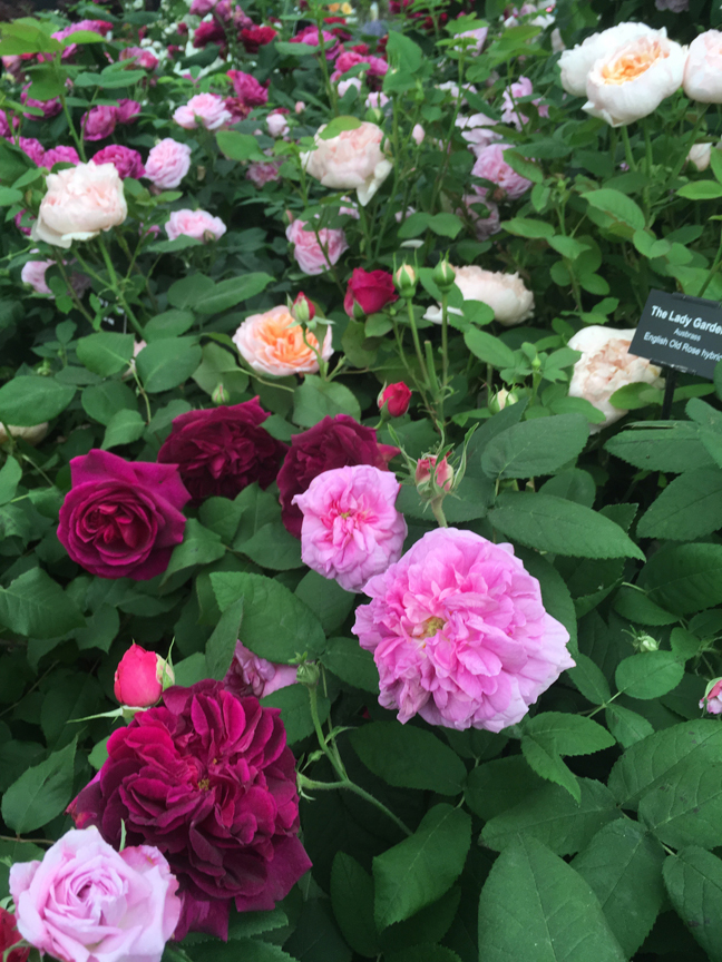 These are some of the David Austin roses on display at the Chelsea Flower Show in London in 2017.