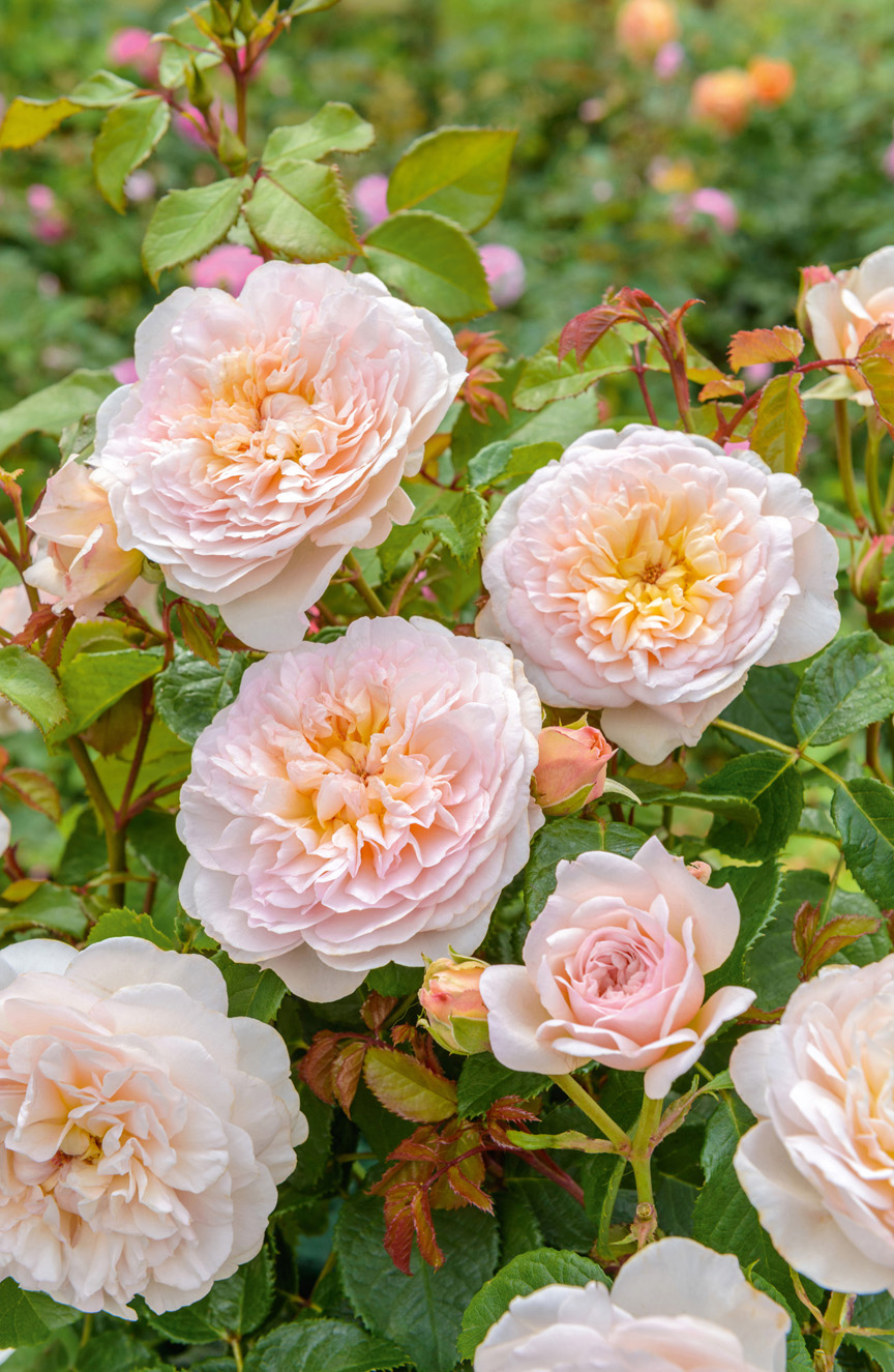 'Emily Bronte' is one of the new introductions from David Austin Roses.