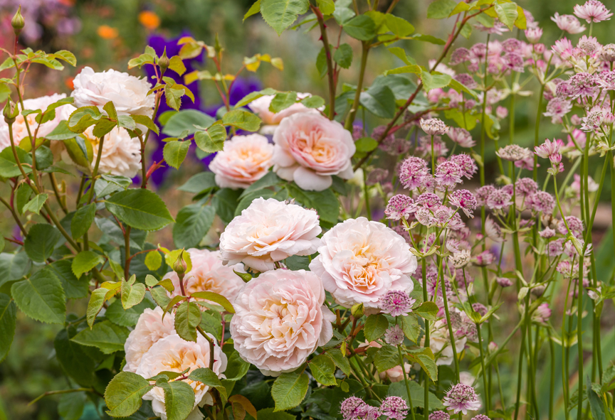 'Emily Bronte' is one of the new introductions from David Austin Roses.