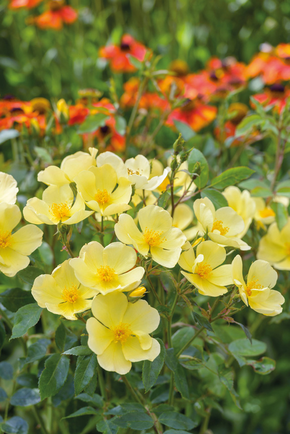 'Tottering by Gently' is one of the introductions from David Austin Roses.