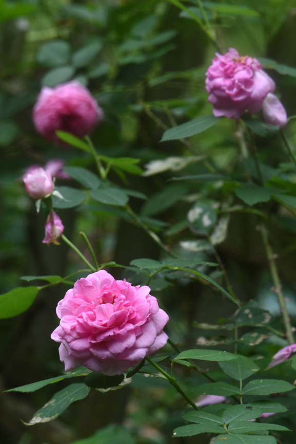 'Gertrude Jekyll' is one of the David Austin roses. Although not as disease resistant as some of the new cultivars, this one has beauty and wonderful fragrance.